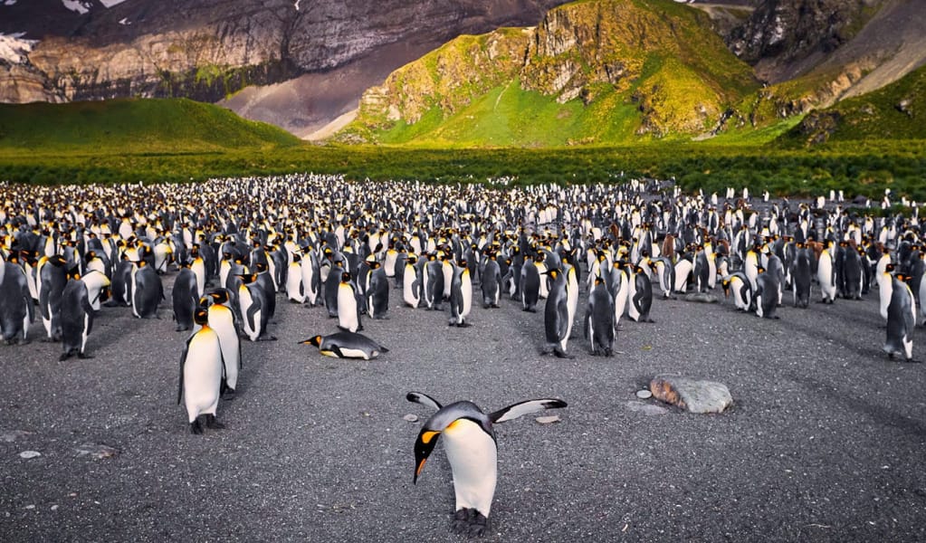 Emperor Penguin Colony