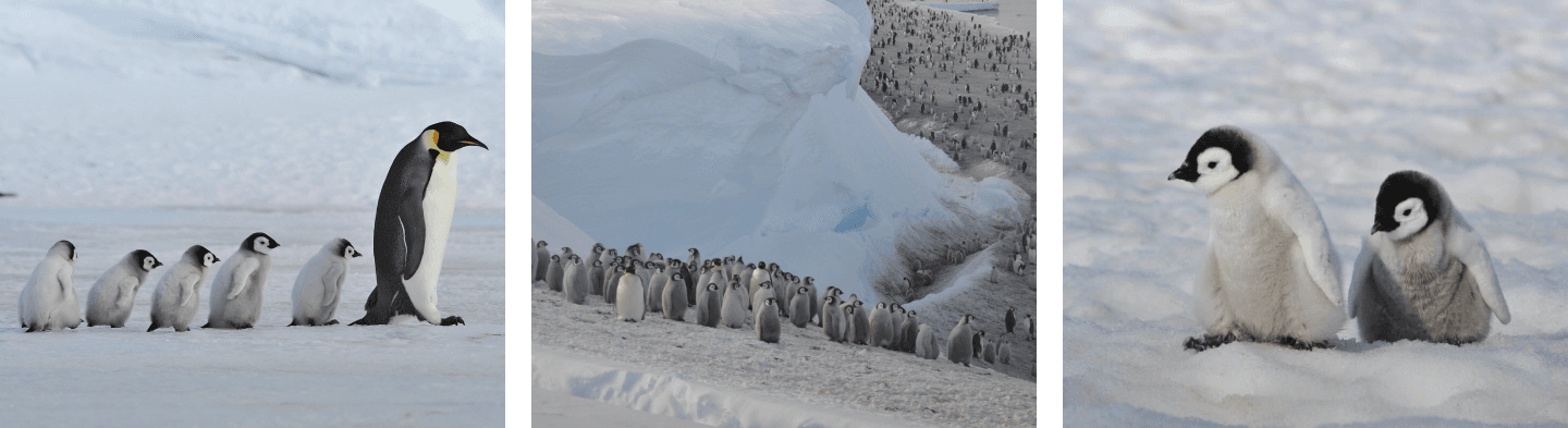 Emperor Penguin Colony